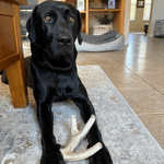 Deer Antler Dog Chews | Organic Chews for Dogs