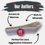 Elk Antler Dog Chews | All-Natural Whole and Split Elk Antler Chews for Dogs