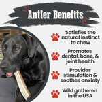 Elk Antler Dog Chews | All-Natural Whole and Split Elk Antler Chews for Dogs