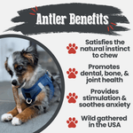 Elk Antler Dog Chews | All-Natural Whole and Split Elk Antler Chews for Dogs