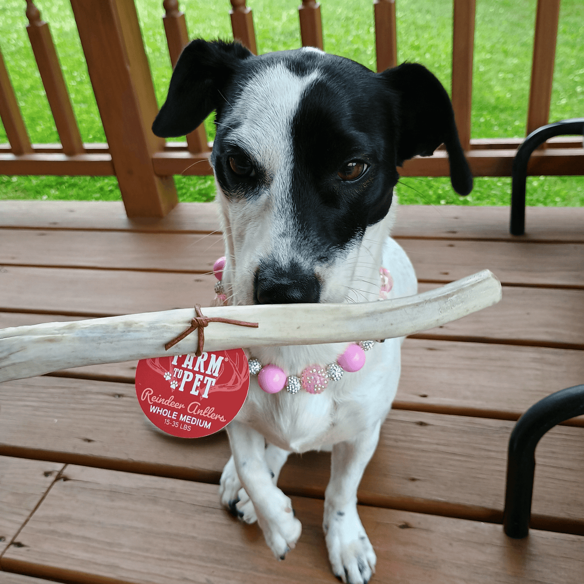 Elk The Halls Box | Antler Chew & Dog Treat Christmas Gift