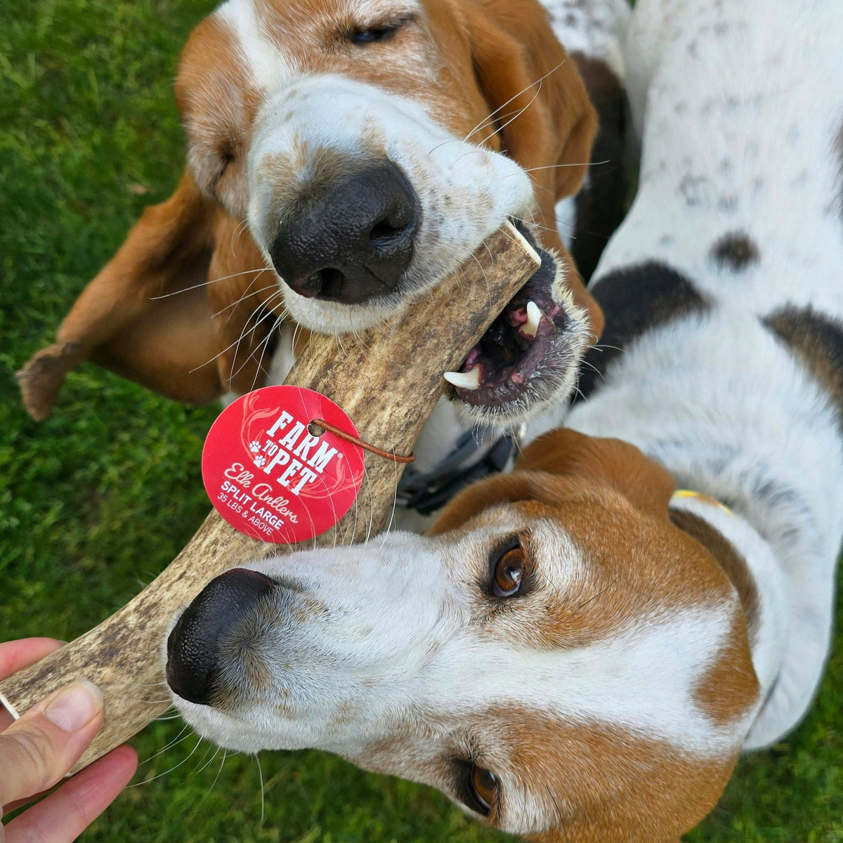 Elk The Halls Box | Antler Chew & Dog Treat Christmas Gift