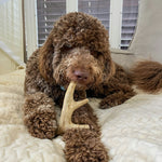 Deer Antler Dog Chews | Organic Chews for Dogs