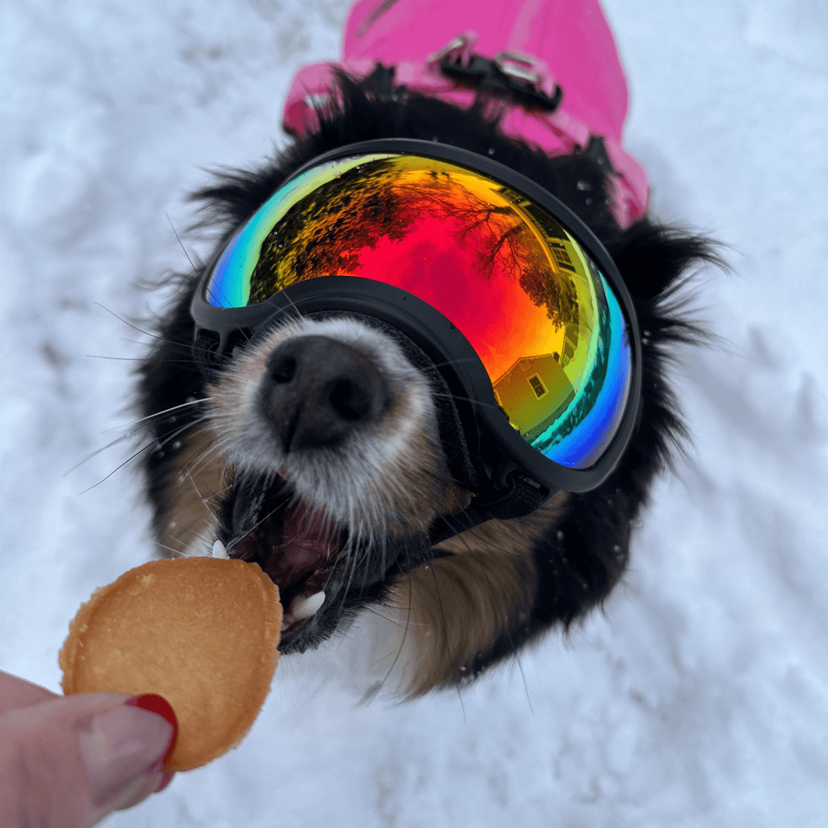 Holiday Chips Chicken & Turkey | Christmas Dog Treats 12oz