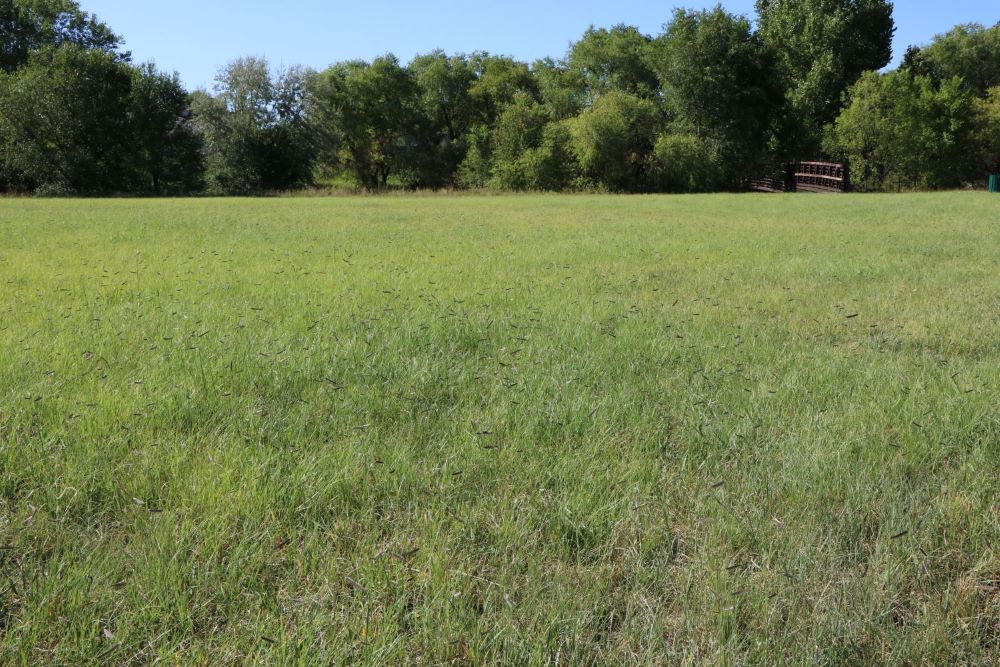 Fireguard Lawn Native Mix - Fire-Resistant Turf