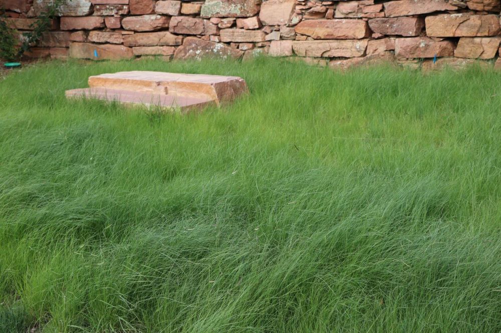 Fireguard Lawn Native Mix - Fire-Resistant Turf