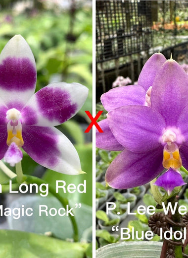 Phalaenopsis (Vinh Long Red Sun "Magic Rock" x Lee Wee Queen “Blue Idol”)
