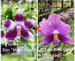 Phalaenopsis (Vinh Long Red Sun "Magic Rock" x Lee Wee Queen “Blue Idol”)