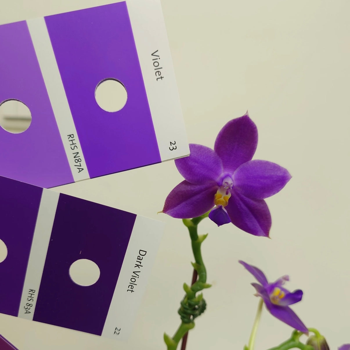 Phalaenopsis Ludde - Violacea ‘YL64’ AM/AOS