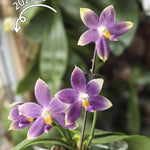 Phalaenopsis (Vinh Long Red Sun "Magic Rock" x Lee Wee Queen “Blue Idol”)