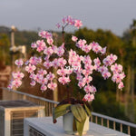 Phalaenopsis schilleriana 'YL101'