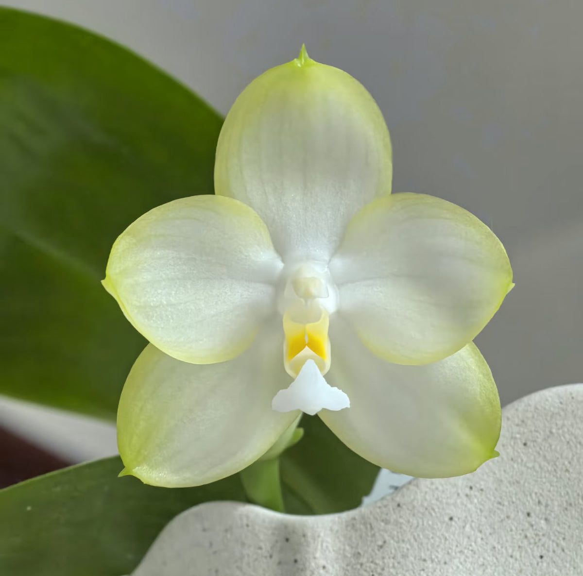 Phalaenopsis Patti Lee 'So Fragrant, No Friend'