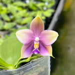 Phalaenopsis (Freya's Blue Origin'Blue Spider' x LL Blue Pie 'Freya')