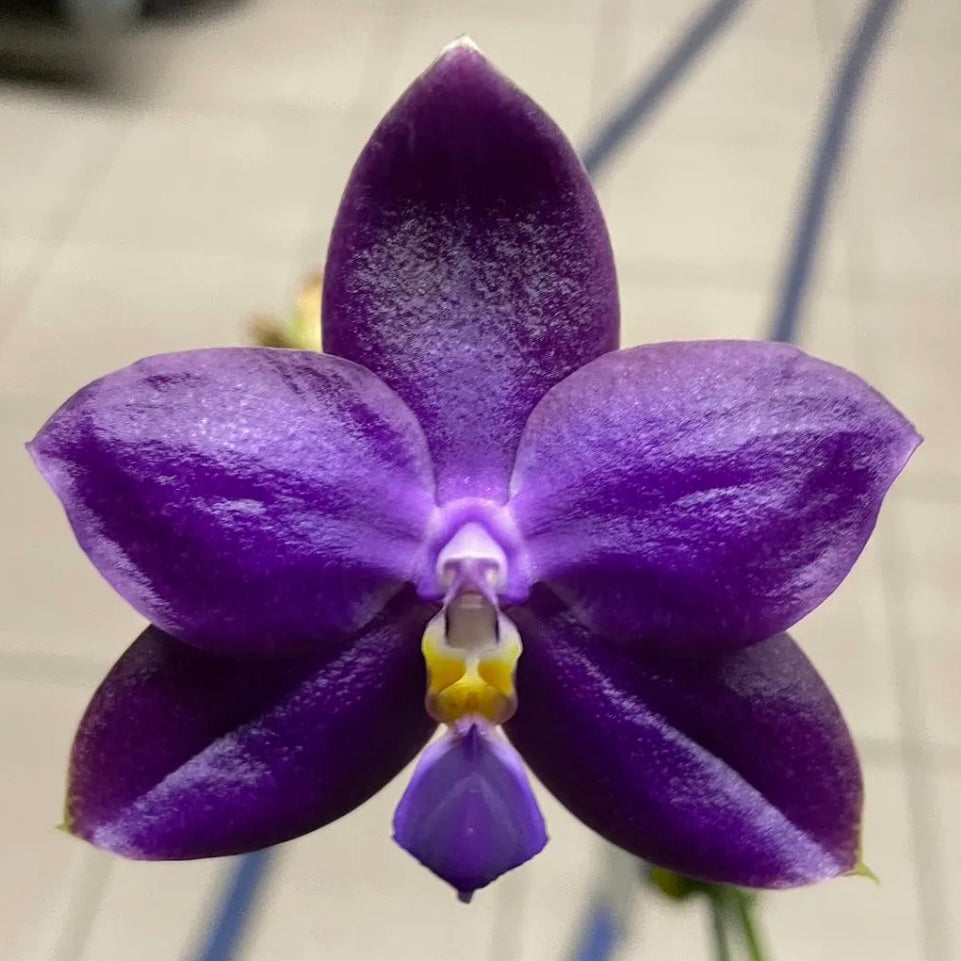 Phalaenopsis Ludde - Violacea ‘YL64’ AM/AOS
