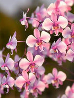 Phalaenopsis schilleriana 'YL101'