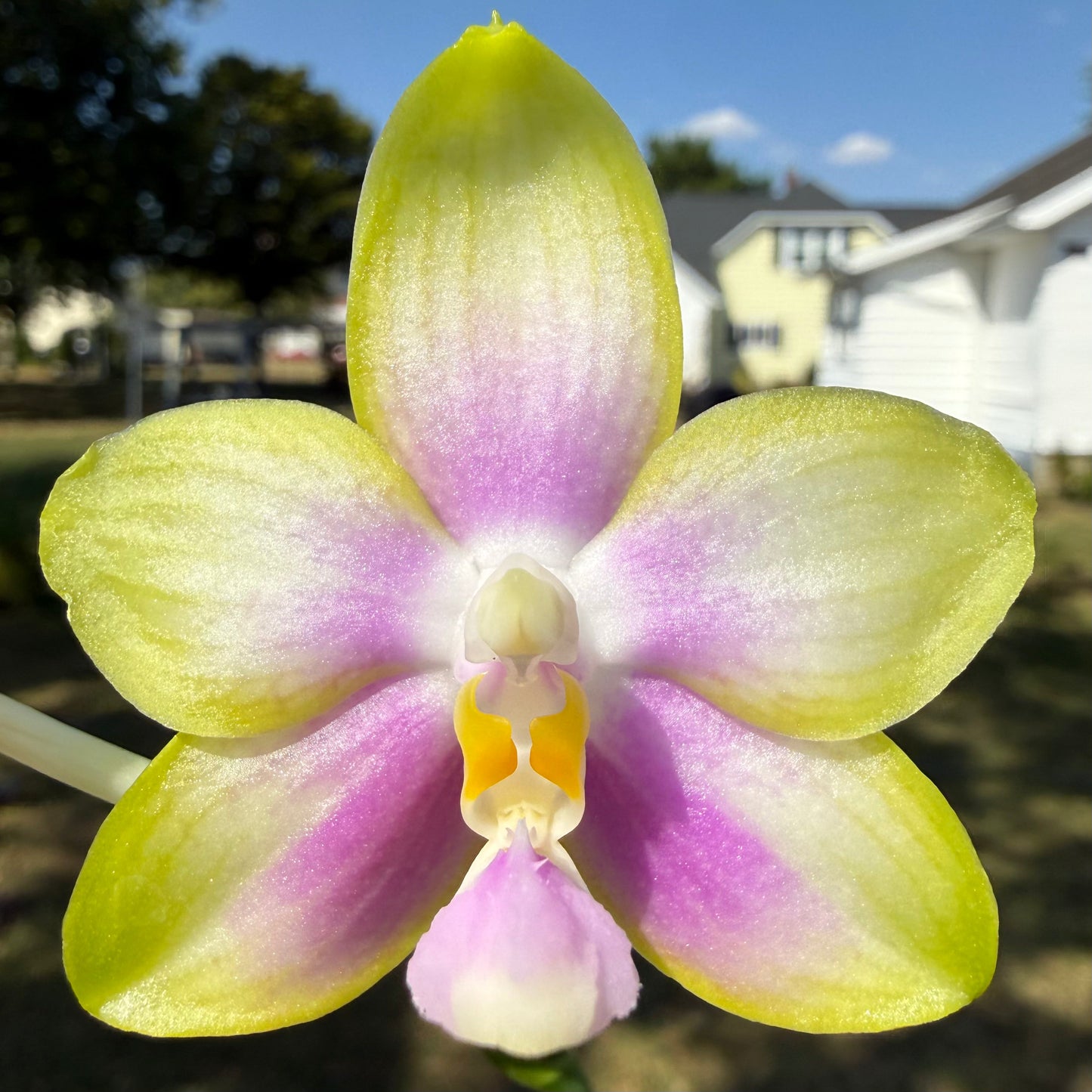 Phalaenopsis Patti Lee SM/WOC2021