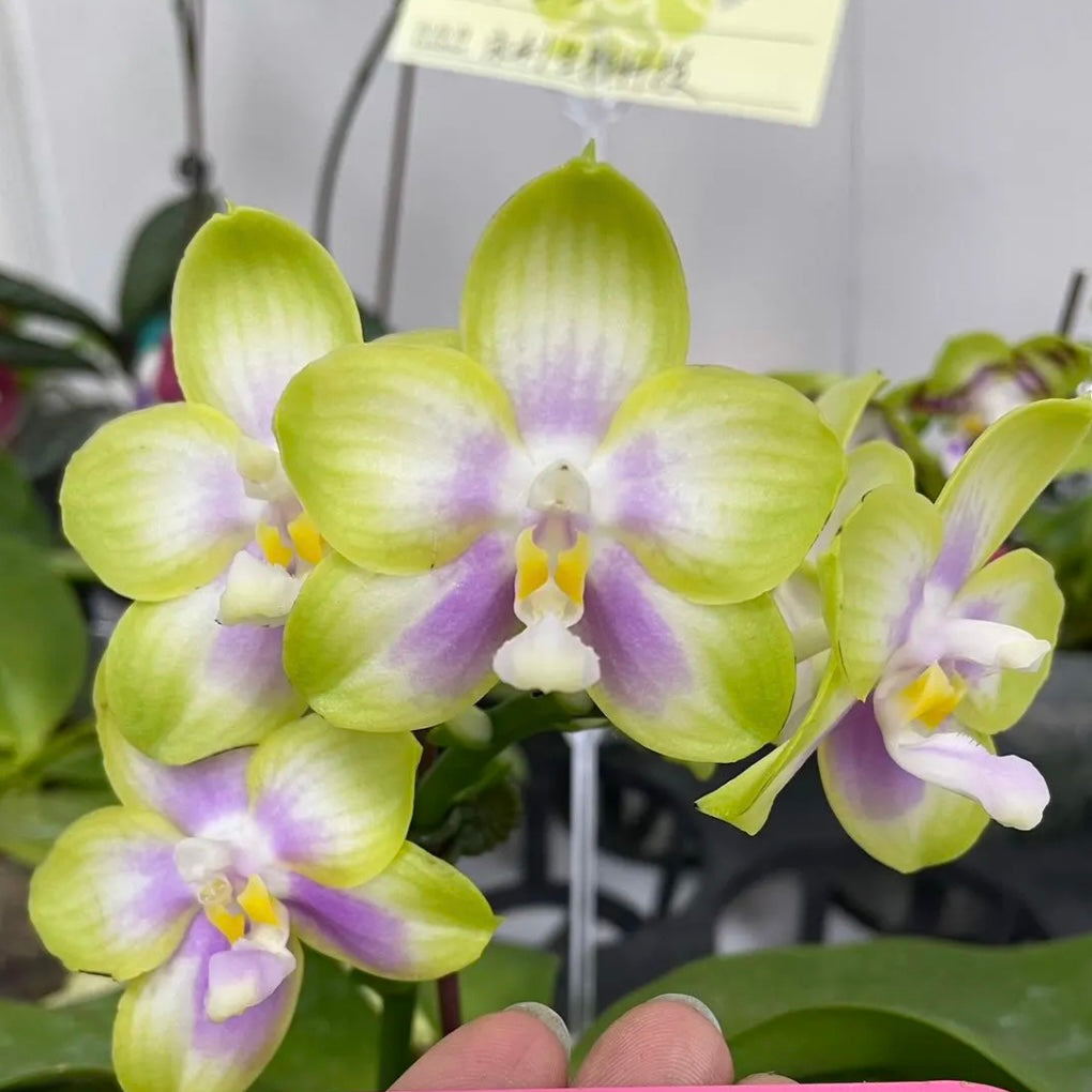 Phalaenopsis Patti Lee SM/WOC2021