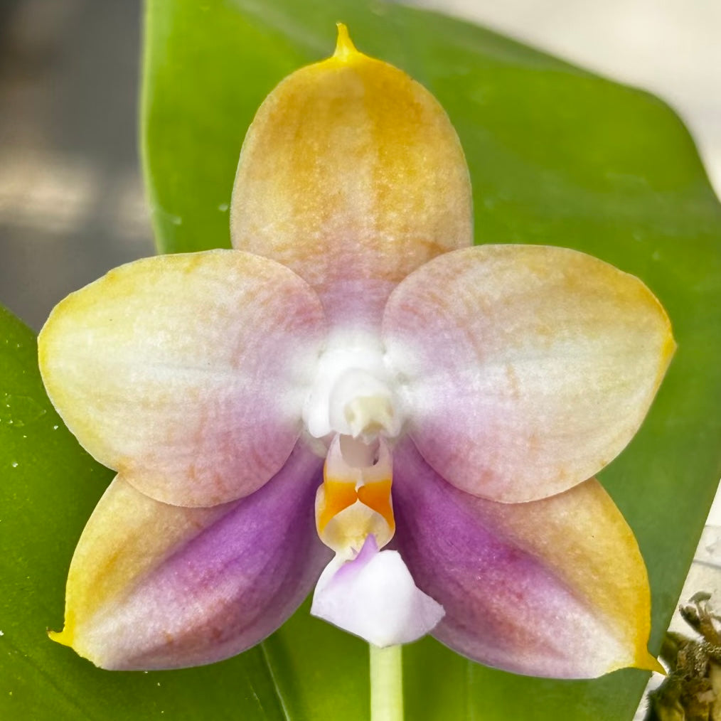 Phalaenopsis (Penang Jewel X (Yaphon Super Jaguar x Samera)) ‘雙梗深藍圓’ x Mituo Golden Tiger ‘White Tiger’