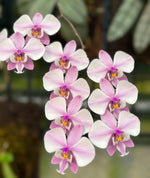 Phalaenopsis schilleriana 'YL101'