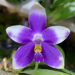 Phalaenopsis (Vinh Long Red Sun "Magic Rock" x Lee Wee Queen “Blue Idol”)