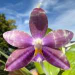 Phalaenopsis (Mainshow Sapphire x Jennifer Palomer) QA156
