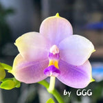 Phalaenopsis (Yang Yang Blue Bellina x Lee Wai Queen)