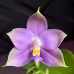 Phalaenopsis (Penang Violence 'Blue' x Germaine Vincent)