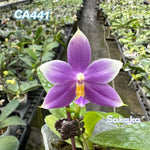 Phalaenopsis (Penang Violence 'Blue' x Germaine Vincent)