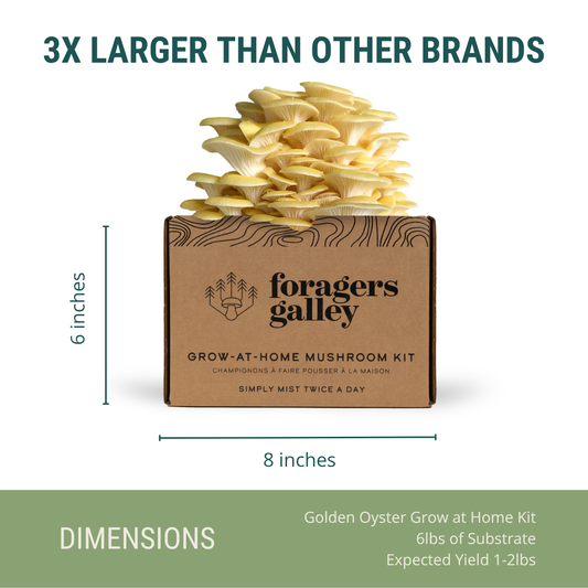 Foragers Galley Grow at Home Mushroom Kit Golden Oyster
