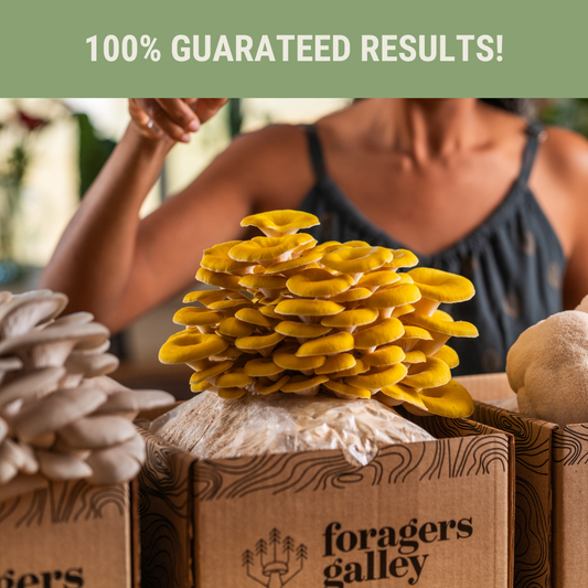 Foragers Galley Grow at Home Mushroom Kit Golden Oyster