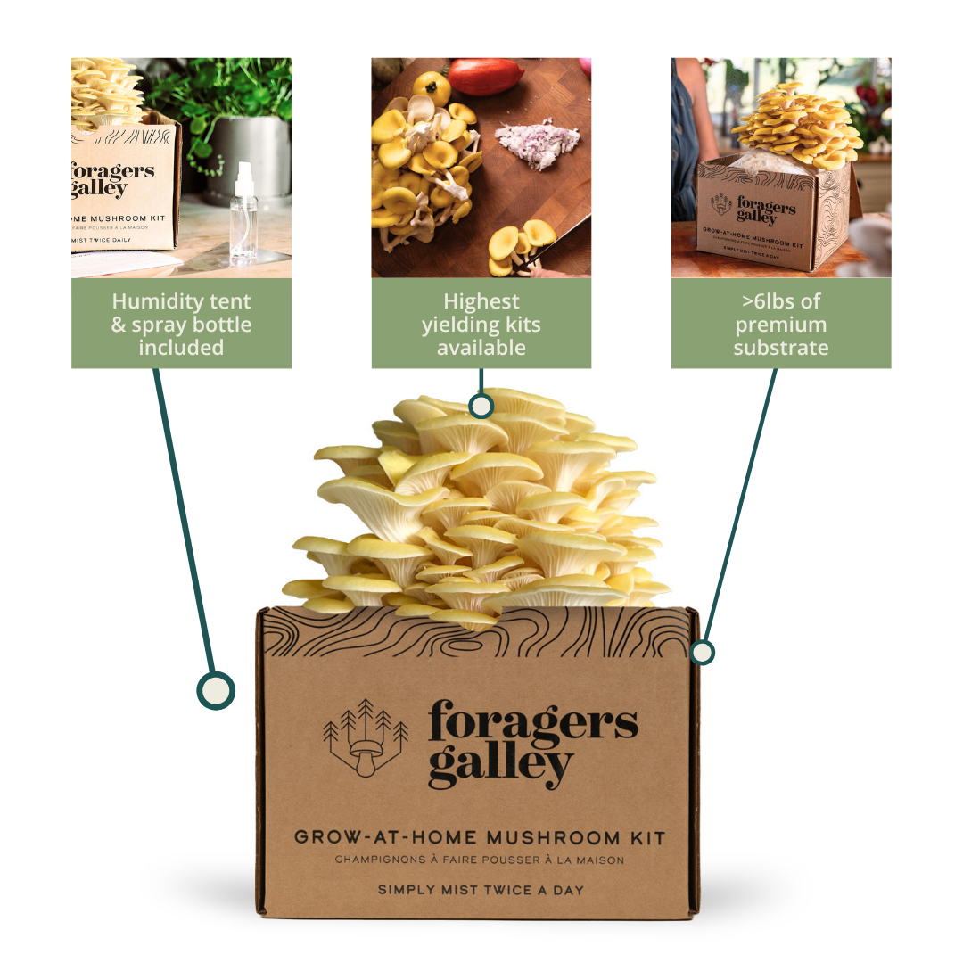 Foragers Galley Grow at Home Mushroom Kit Golden Oyster