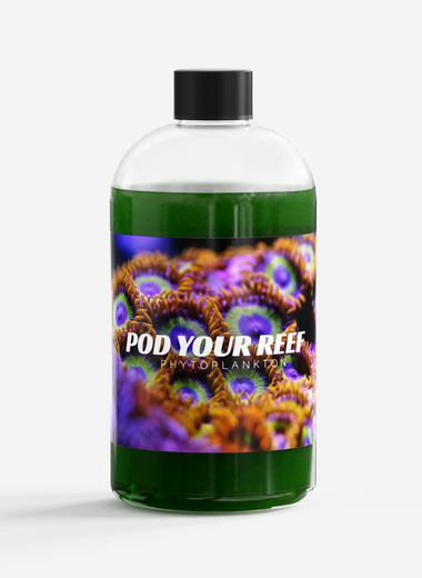 Nannochloropsis Phytoplankton Culture