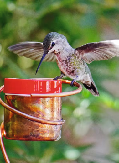 Copper Hummingbird by Nancy Biggins Flower Pot Stake Hummingbird Feeder