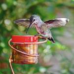 Copper Hummingbird by Nancy Biggins Flower Pot Stake Hummingbird Feeder
