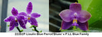 Phalaenopsis (Lioulin Blue Parrot 'Blue' x LL Blue Family)