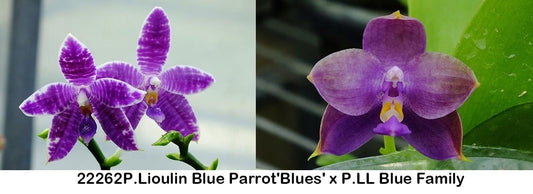 Phalaenopsis (Lioulin Blue Parrot 'Blue' x LL Blue Family)