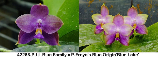 Phalaenopsis (LL Blue Family x Freya's Blue Origin 'Blue Lake')