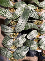 Phalaenopsis (schilleriana ‘流水银’ x schilleriana ‘冰晶’)
