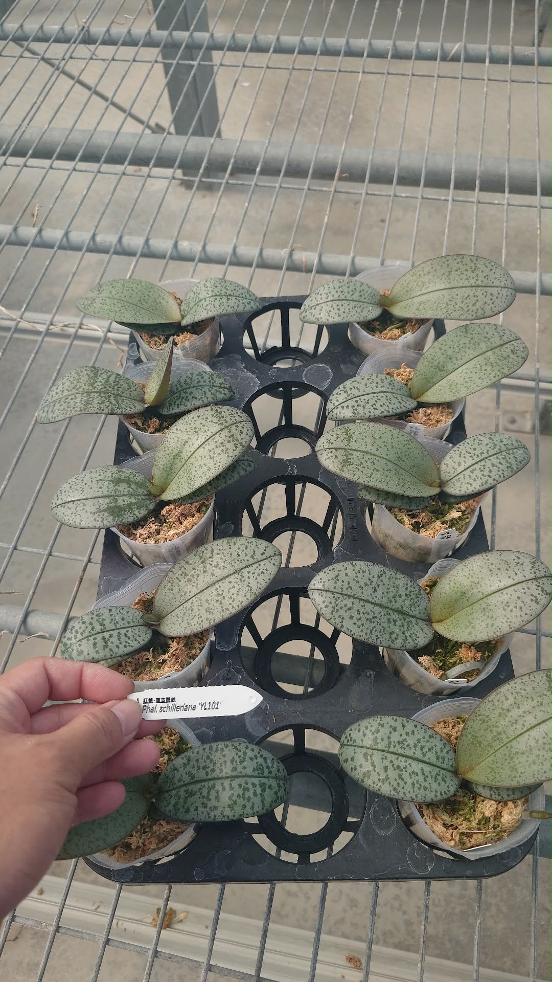 Phalaenopsis schilleriana 'YL101'