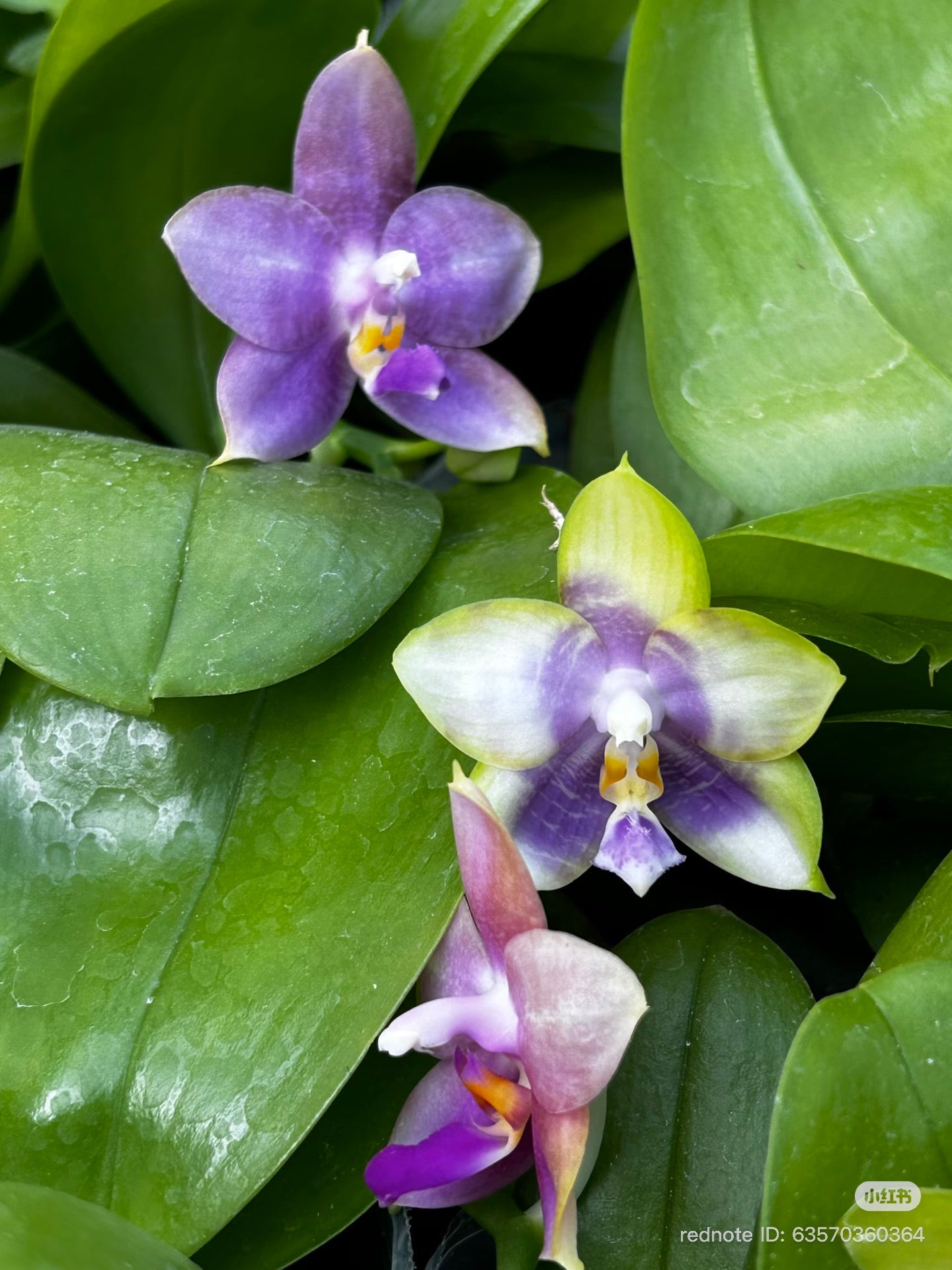 Phalaenopsis (Penang Jewel X (Yaphon Super Jaguar x Samera)) ‘雙梗深藍圓’ x Mituo Golden Tiger ‘White Tiger’