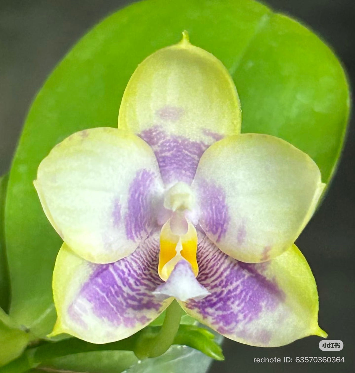 Phalaenopsis (Penang Jewel X (Yaphon Super Jaguar x Samera)) ‘雙梗深藍圓’ x Mituo Golden Tiger ‘White Tiger’