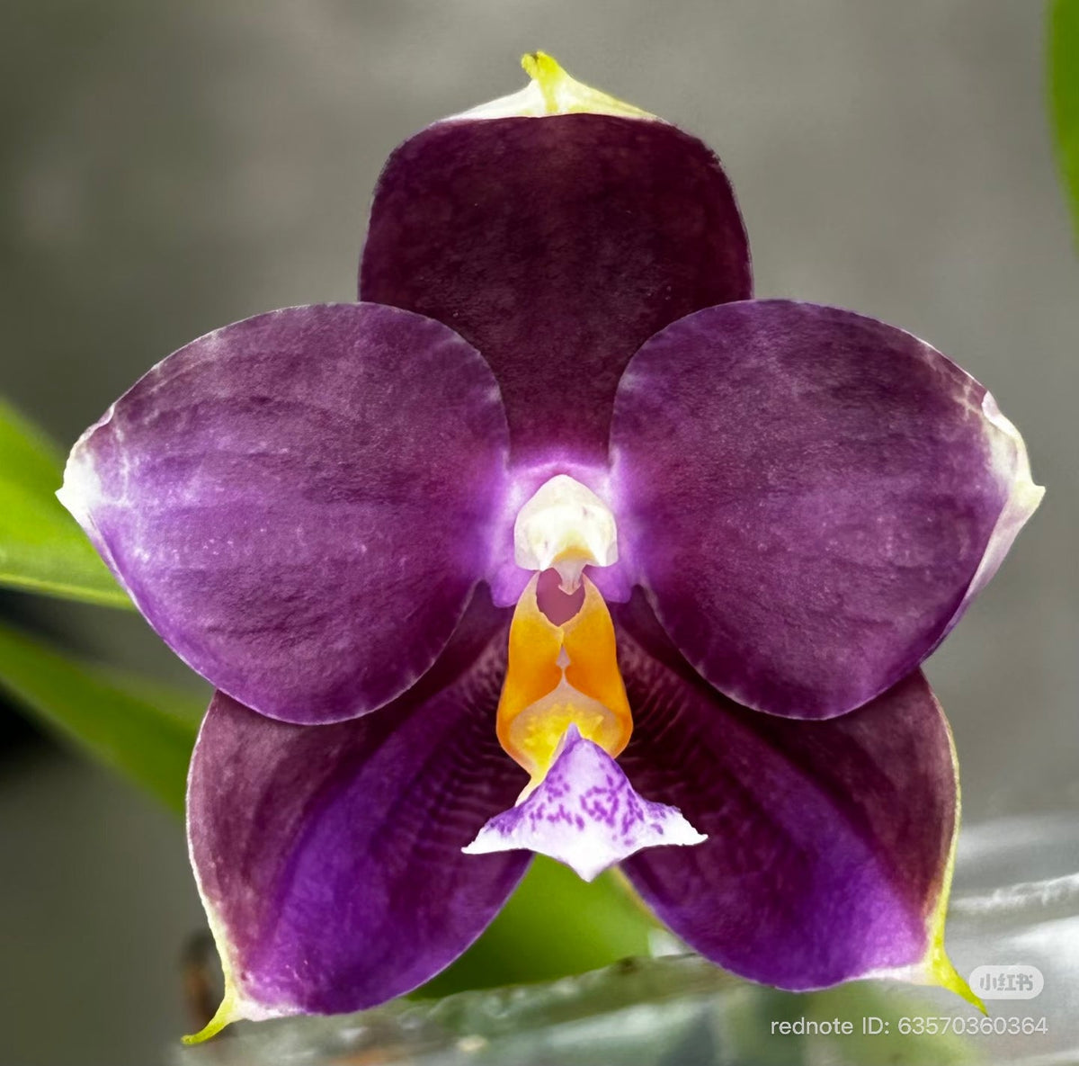 Phalaenopsis (Penang Jewel X (Yaphon Super Jaguar x Samera)) ‘雙梗深藍圓’ x Mituo Golden Tiger ‘White Tiger’