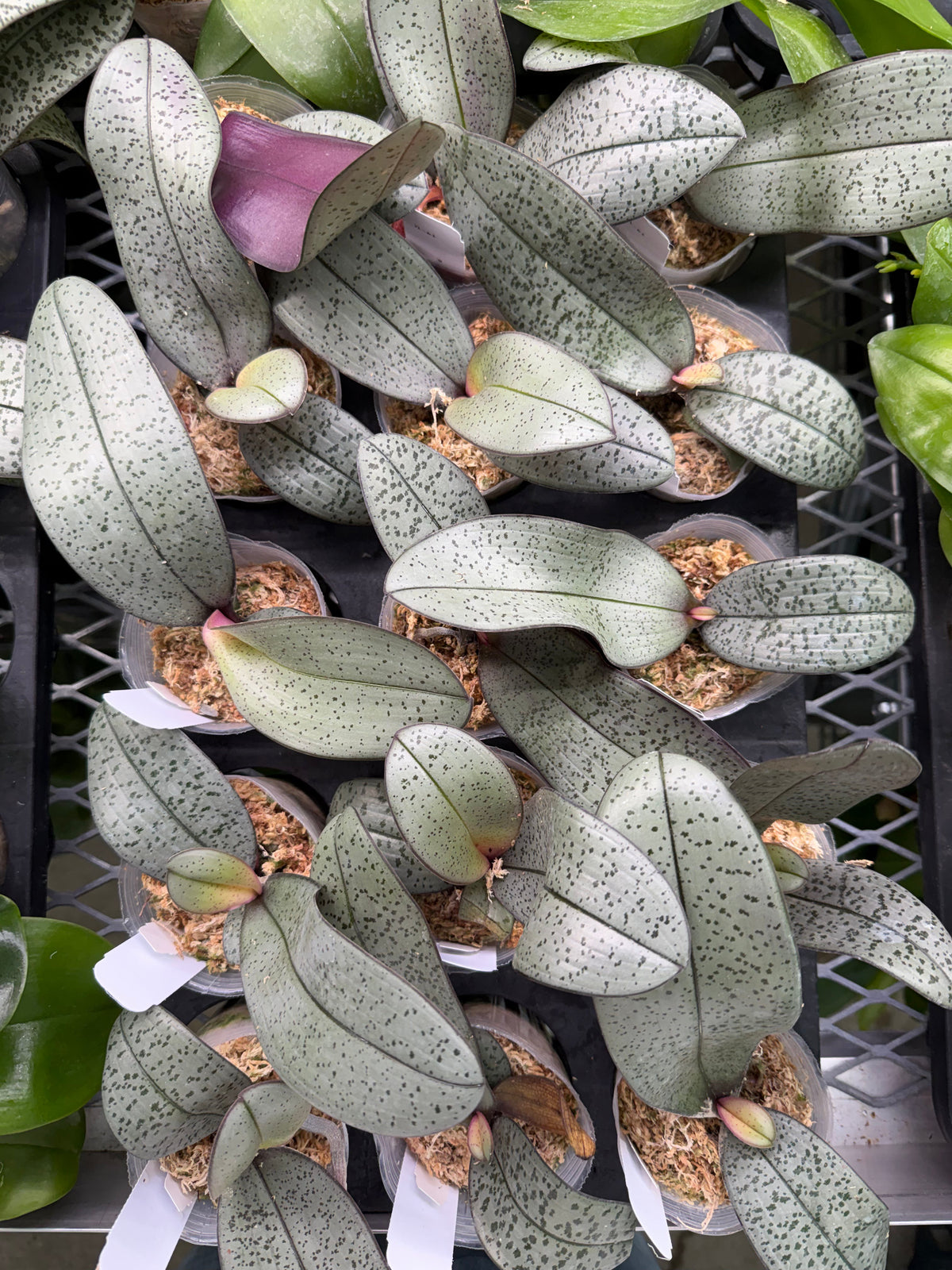 Phalaenopsis schilleriana 'Silver Moonlight'