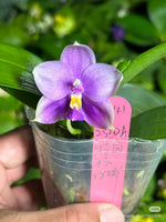 Phalaenopsis ((Penang Violecea) x (Penang Jewel x Yaphon All Friend)