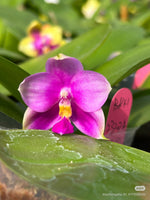Phalaenopsis ((Penang Violecea) x (Penang Jewel x Yaphon All Friend)