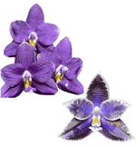 Phalaenopsis ((Mok Choi Yew x SWR GV) x LL Blue Leopard)