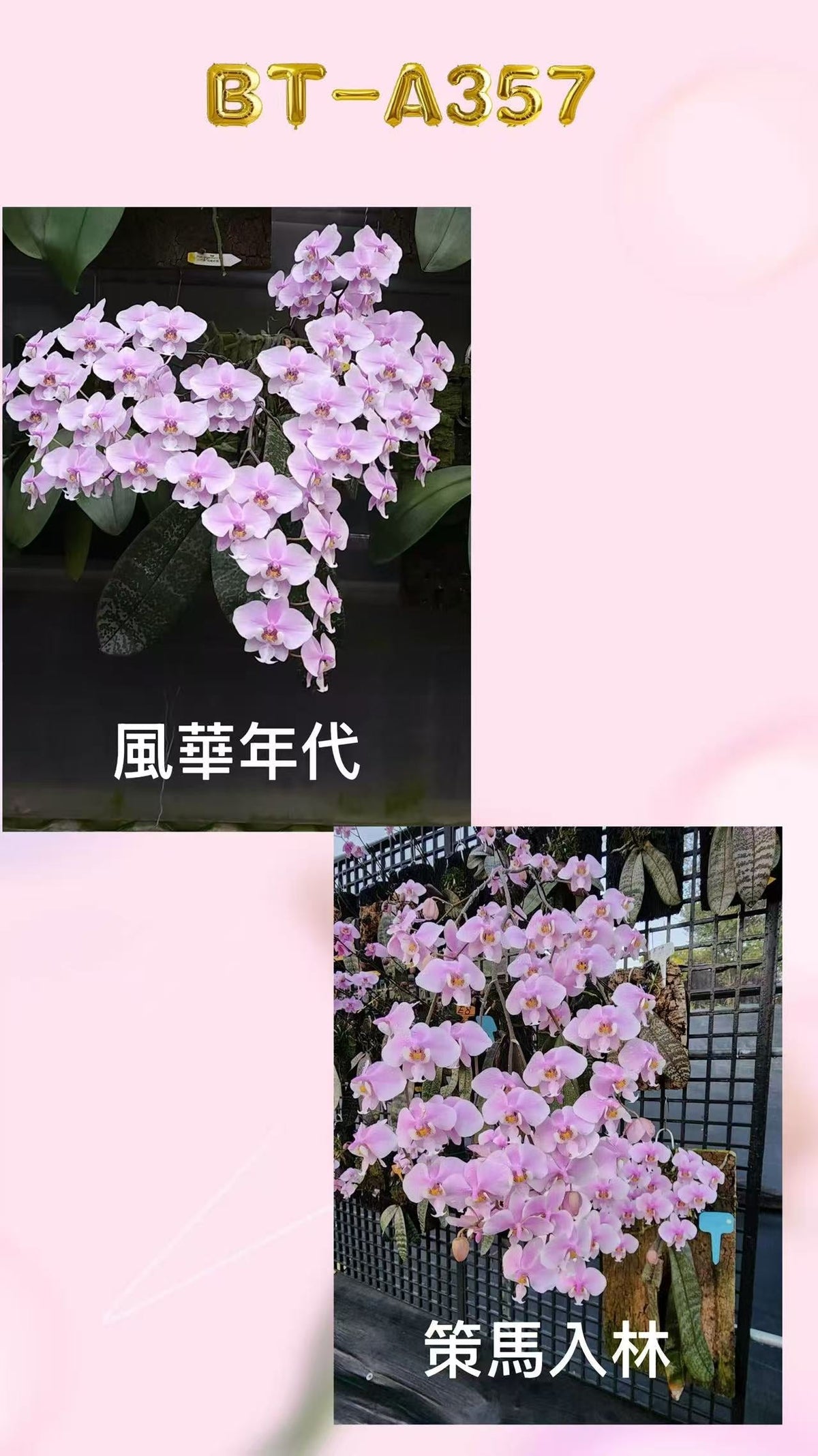 Phalaenopsis (schilleriana ‘风华年代’ x schilleriana ‘策马入林’)