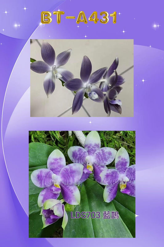 Phalaenopsis (speciosa f. blue x LD Avatar ‘Blue Bird’) BTA431