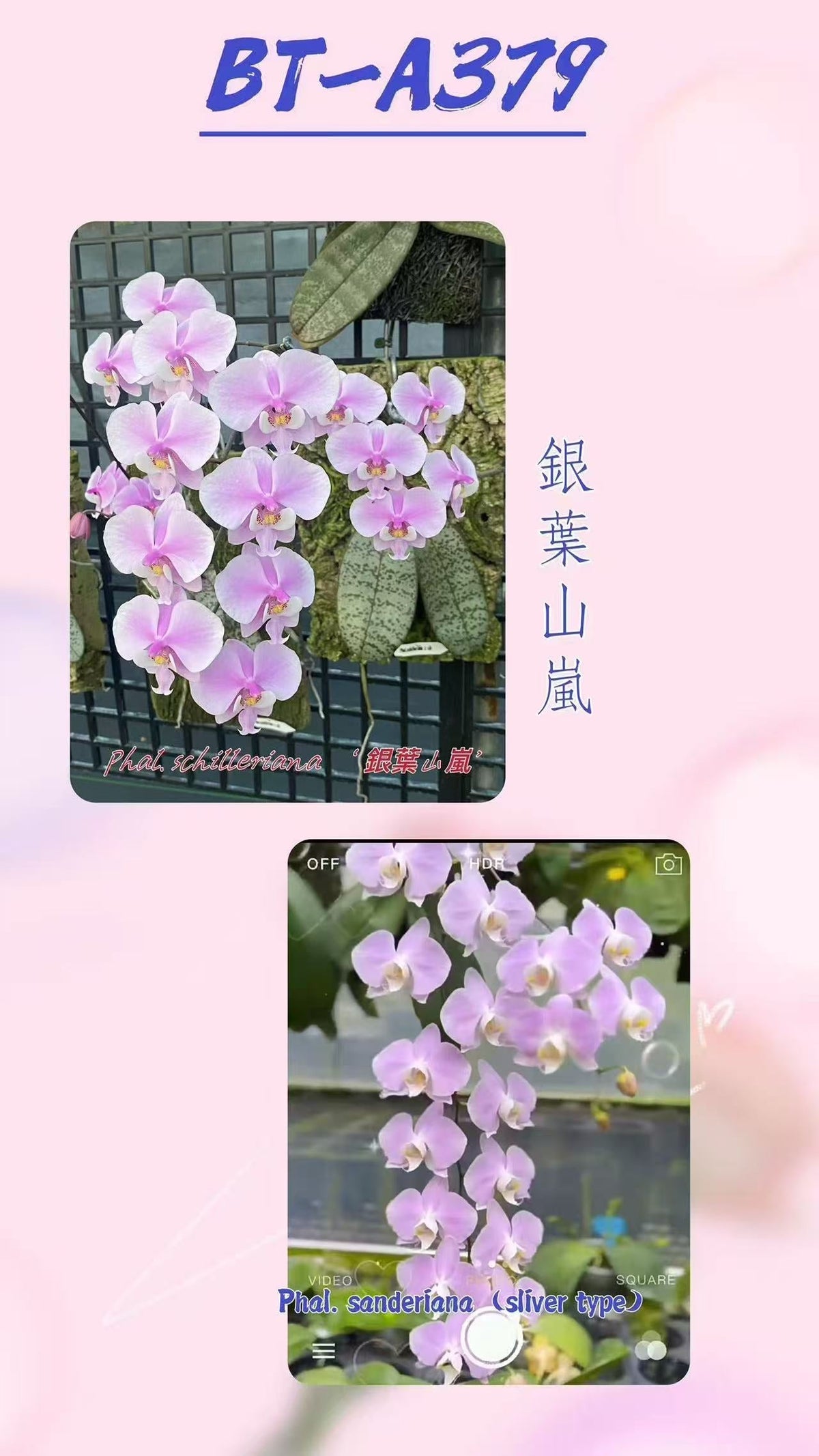 Phalaenopsis (schilleriana ‘Silver Mountain’ x sanderiana ‘Silver’)