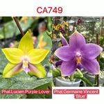 Phalaenopsis (Lucien Purple Lover x Germaine Vincent)